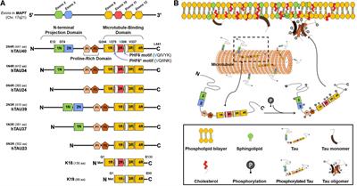 Role of the Lipid Membrane and Membrane Proteins in Tau Pathology